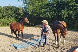 Führungskräfte trainieren mit Pferden