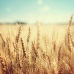 golden_wheat_field_and_sunny_day