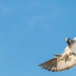 A_carrier_pigeon_spreads_its_wings_for_landing_on_the_roof_wit_a_blue_sky_as_background