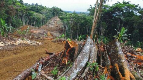 Entwaldungsfreie Lieferkette: Was man beachten muss