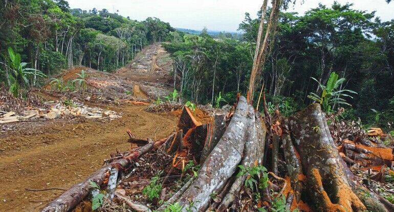 Entwaldungsfreie Lieferkette: Was man beachten muss