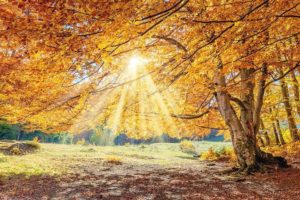 Fantastic_Autumn_landscape_-_big_forest_golden_tree_with_sunlight_on_sunny_meadow