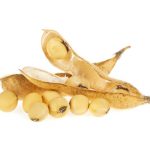 Soybean_pods_isolated_on_white_background._Soya_-_protein_plant_for_health_food.