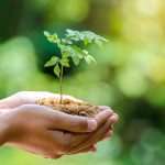 In_the_hands_of_trees_growing_seedlings._Bokeh_green_Background_Female_hand_holding_tree_on_nature_field_grass_Forest_conservation_concept